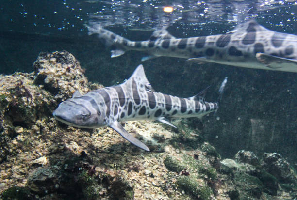 leopard shark or zebra (Triakis semifasciata) swimming in the Pacific coast of North America Close up of leopard shark lepoard shark stock pictures, royalty-free photos & images