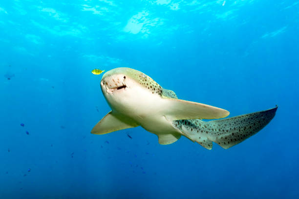 Leopard Shark With a Yellow Pilot Fish in Blue Water stock photo