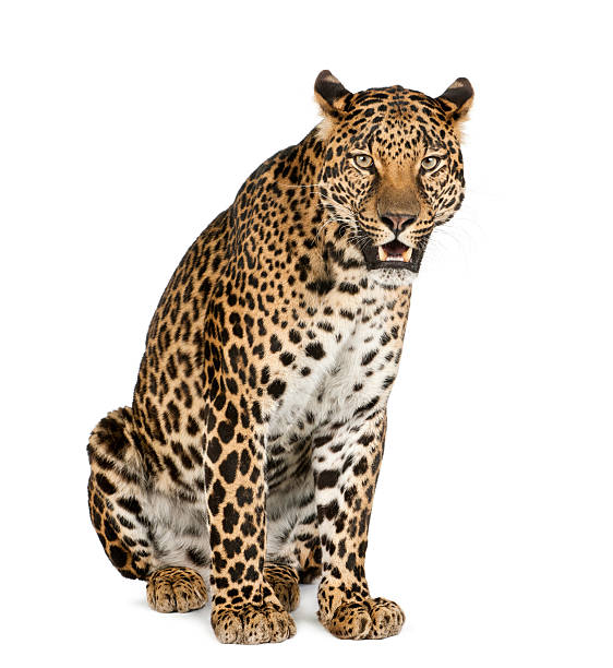leopard sitting, roaring, panthera pardus - leopard bildbanksfoton och bilder
