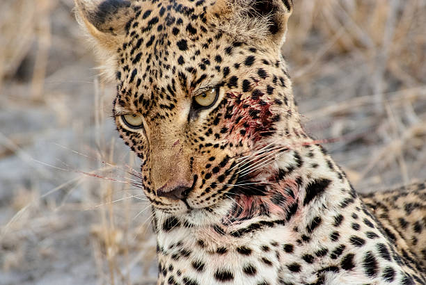 Leopard with a bloody face stock photo
