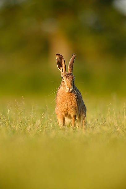 Lepus europaeus - European brown hare stock photo