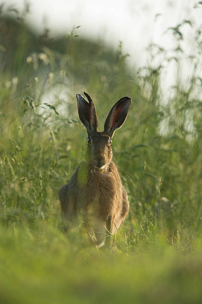 Lepus europaeus - European brown hare stock photo