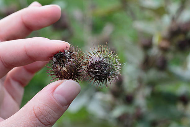 Lesser burdock burrs hooked together lead to Velcro stock photo