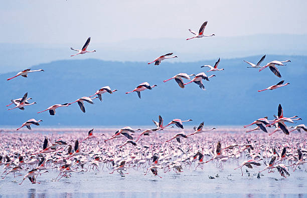 Lesser Flamingo (Phoeniconaias minor) Lesser flamingos at Lake Nakuru, Kenya, East Africa lake nakuru stock pictures, royalty-free photos & images