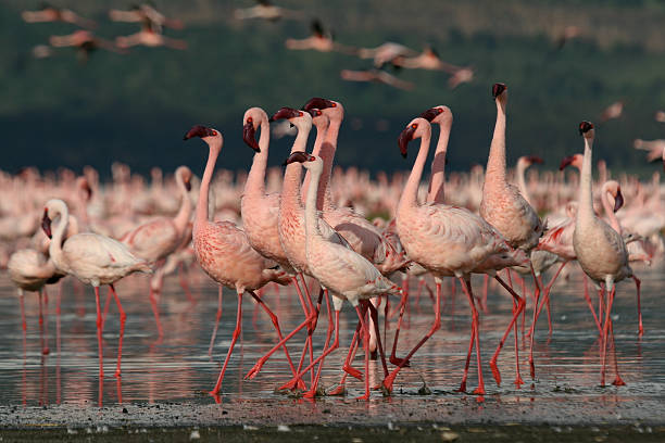 Lesser Flamingos Lesser Flamingos at Lake Nakuru National Park, Kenya lake nakuru stock pictures, royalty-free photos & images