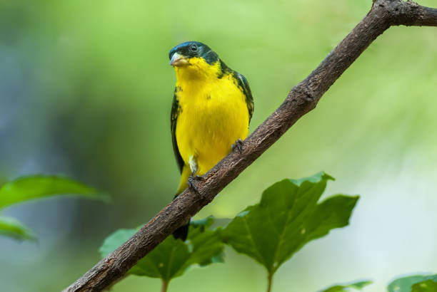 Lesser Goldfinch Perched on a Branch stock photo