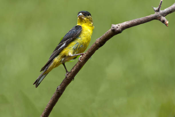 Lesser Goldfinch Perched on a Branch stock photo