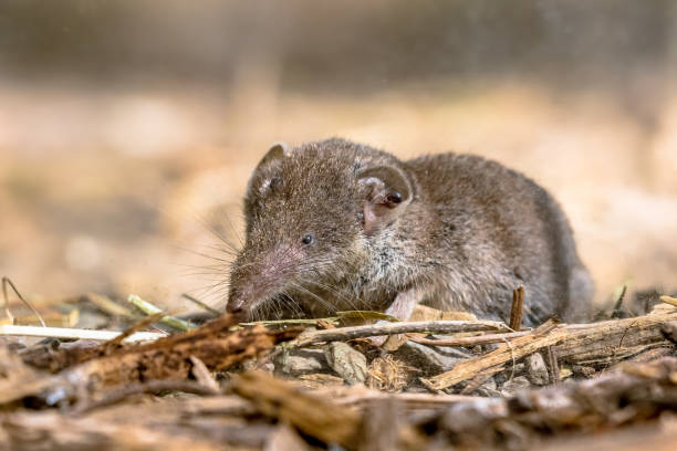 Lesser white toothed shrew in natural habitat stock photo