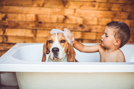 Little boy is giving a bath to his beagle dog, while they are in a bathtub together