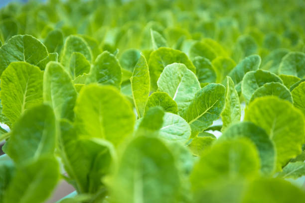 Lettuce farm with leaves for background texture soft focus. stock photo