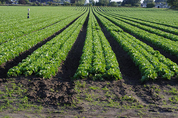 Lettuce Field stock photo