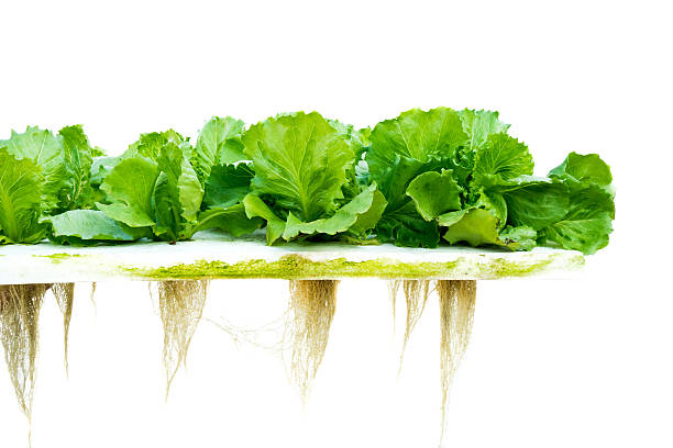 Lettuce hydroponic Lettuce hydroponic hydroponics stock pictures, royalty-free photos & images