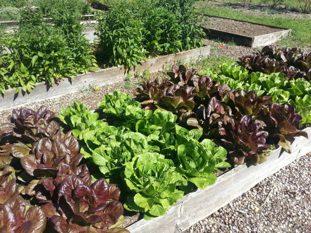 lettuce in raised bed garden stock photo