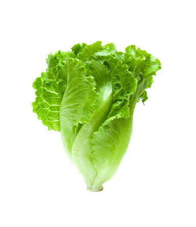 Fresh crispy lettuce isolated on white background.