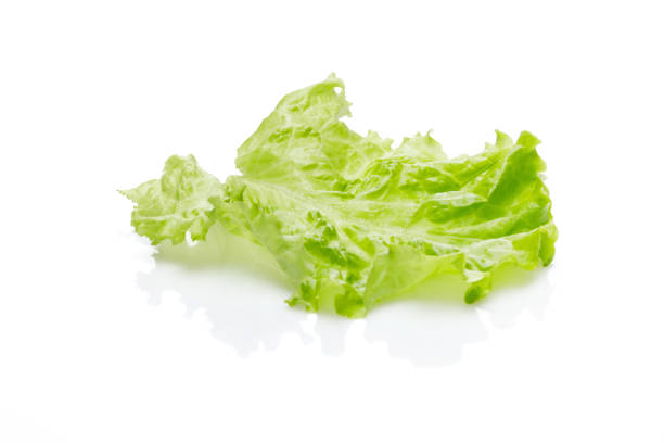 Lettuce on white stock photo