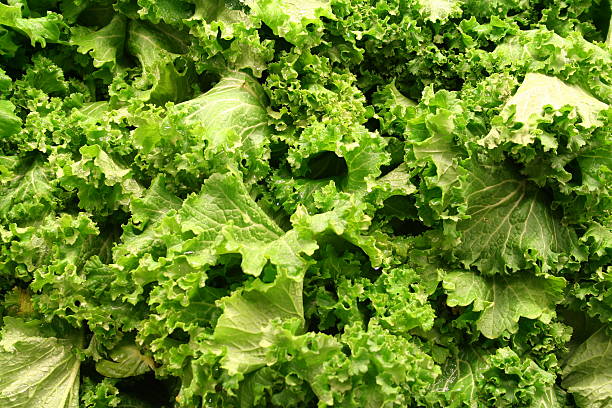 Lettuce stock photo