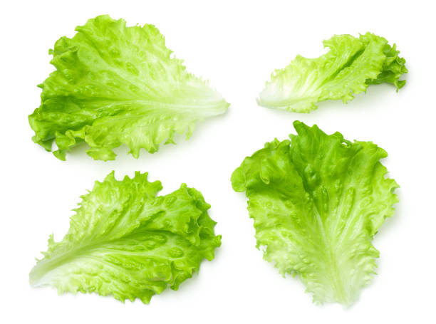 foglie di insalata di lattuga isolate su sfondo bianco - insalata foto e immagini stock