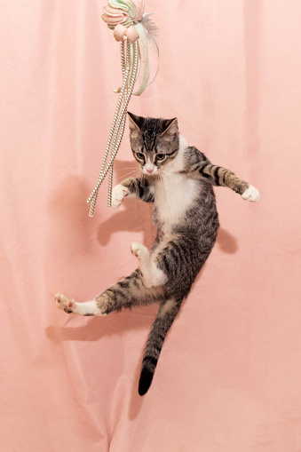 A kitten appears to levitate in front of a cat toy