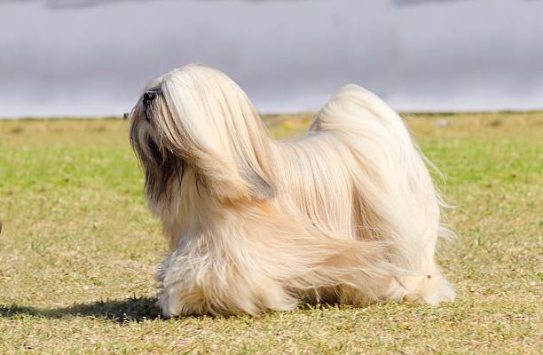 Lhasa Apso A small young light tan, fawn, beige, gray and white Lhasa Apso dog with a long silky coat running on the grass. The long haired, bearded Lasa dog has heavy straight long coat and is a companion dog. tibetan ethnicity stock pictures, royalty-free photos & images