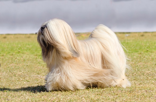 Lhasa Apso Stock Photo Download Image Now Istock