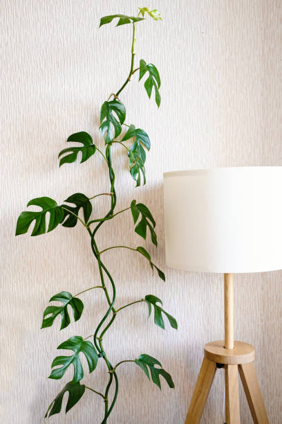 Liana Rhaphidophora tetrasperma (Monstera Minima) stands next to a stylish lamp in a bright room. stock photo