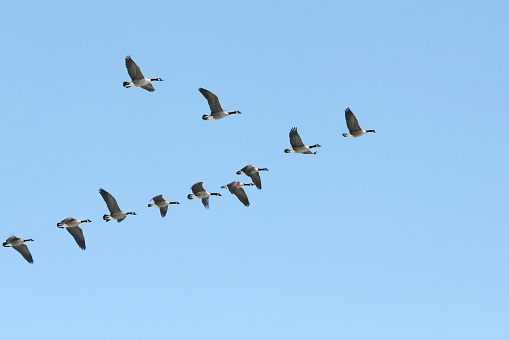 flock of migrating canada geese flying at sunset (XXL)