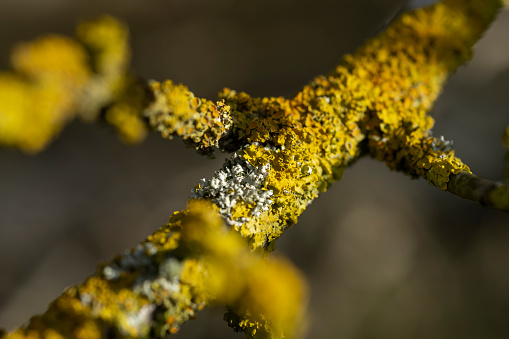 Close up of a variety of grey and yellow lichens on an old apple tree branch.  Branch section about 3 inches long.