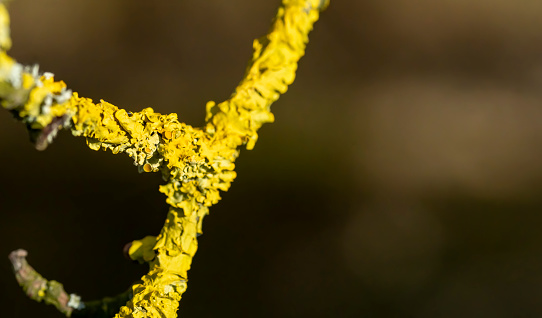 Close up of a variety of grey and yellow lichens on an old apple tree branch.  Branch section about 3 inches long.