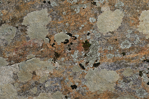 Lichen, rust and moss on cracked rock in Connecticut. This is Manhattan schist, the bedrock in much of the northwest part of the state.