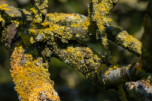 Lichens on a tree branch.