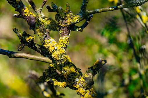 Lichens on a tree branch.