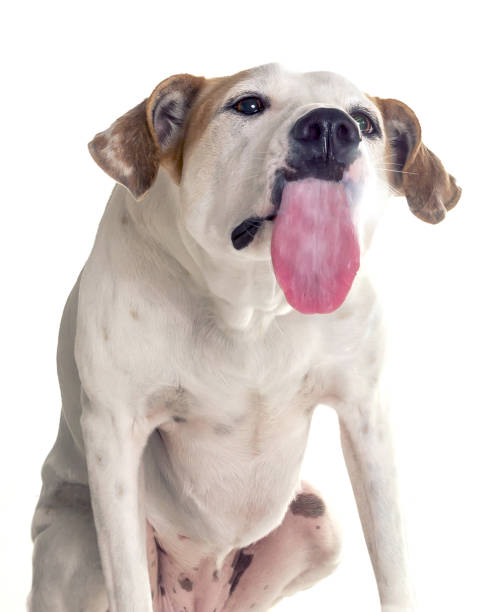 Licking dog . White background stock photo
