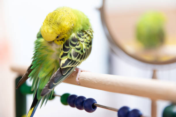 Life with pet budgie stock photo
