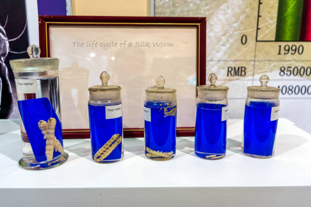Lifecycle of silk worm and larva, preserved in jars to display each instant or cycle