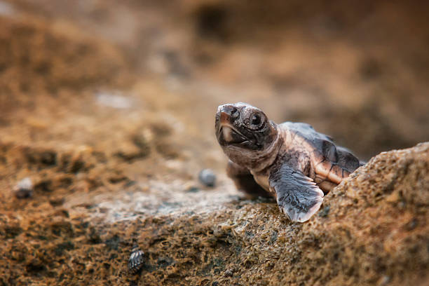 life's obstáculos - tartaruga selvagem imagens e fotografias de stock