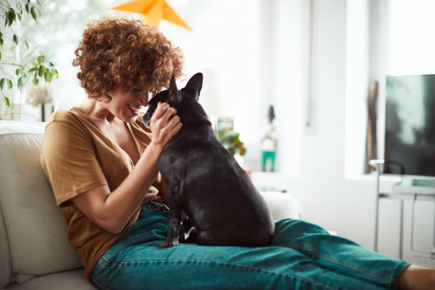 Lifestyle woman with a french bulldog relaxing in living room. stock photo