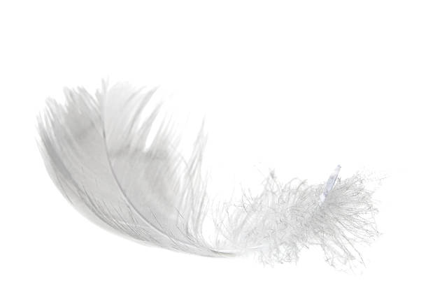 Down Feather Stock Photos, Pictures & Royalty-Free Images - iStock