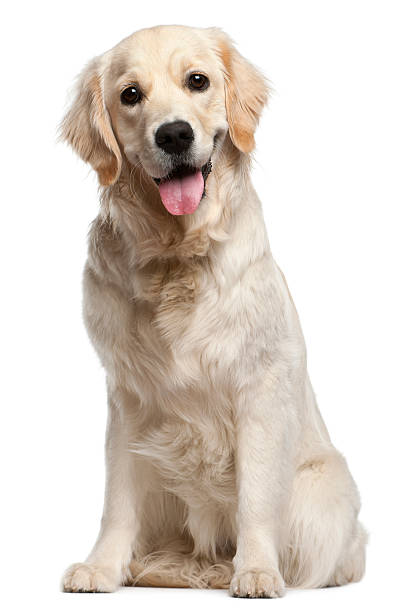 Light golden retriever on white background Golden Retriever, ten months old, sitting in front of white background. golden retriever stock pictures, royalty-free photos & images