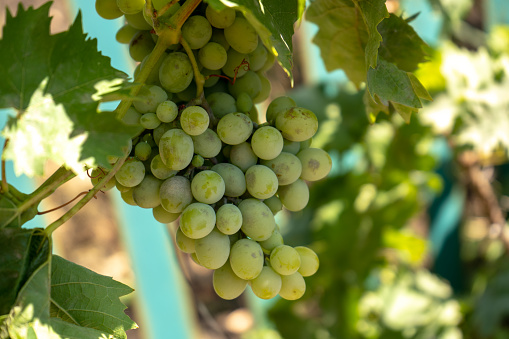 light green wine grape on a bush, summer harvest
