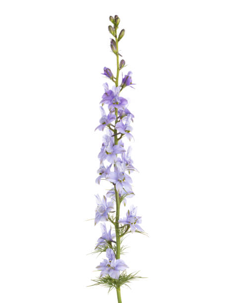 Light  lilac flower of Delphinium isolated on white background. stock photo