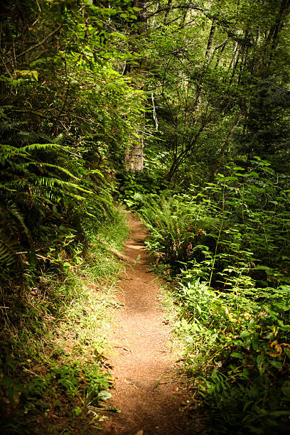 Light on the Trail stock photo