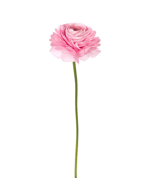 라이트 핑크 꽃 흰색 바탕에 그림자와. - 식물 줄기 뉴스 사진 이미지