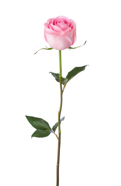 라이트 핑크 로즈는 흰색 배경에 고립입니다. - 식물 줄기 뉴스 사진 이미지