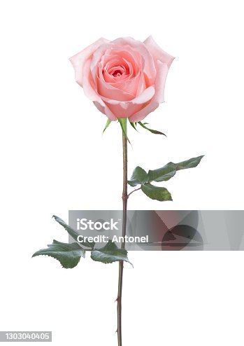 istock Light pink  Rose with green leaves  isolated on white background. 1303040405