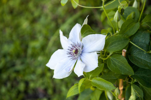 Light purple flower of a Boulevard Clematis blooms in Naples stock photo