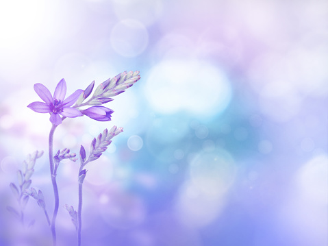 光紫フリージアの花と蕾 カラフルのストックフォトや画像を多数ご用意 Istock