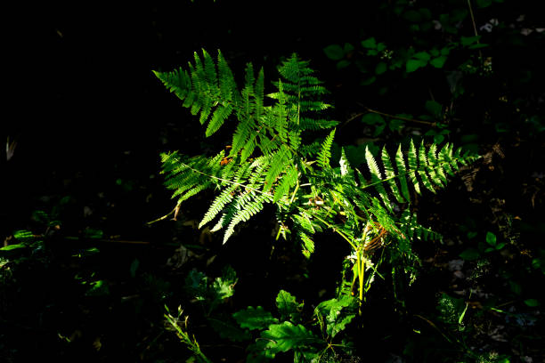 Light up forest floor furn stock photo