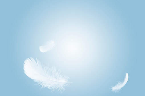 Light white feather floating in the sky. feather flying freedom.