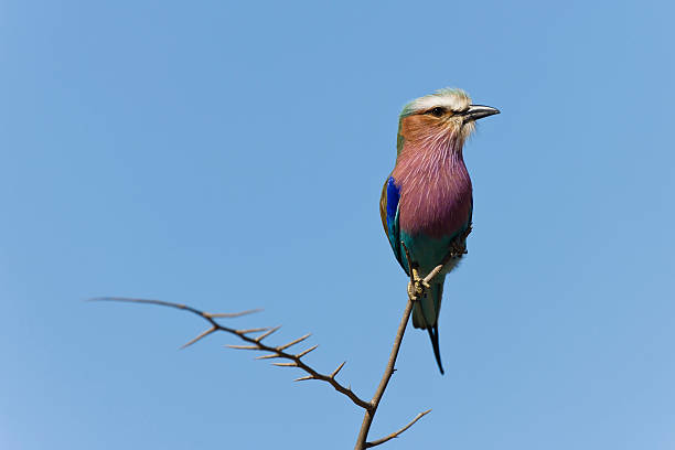 Lilac Breasted Roller stock photo