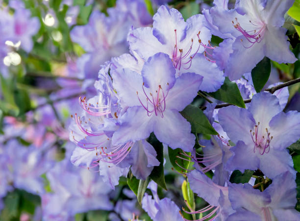 Lilac Colored Azalea Bush stock photo